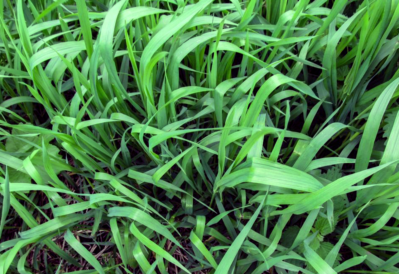 Quackgrass, Don't Call Me Crabgrass